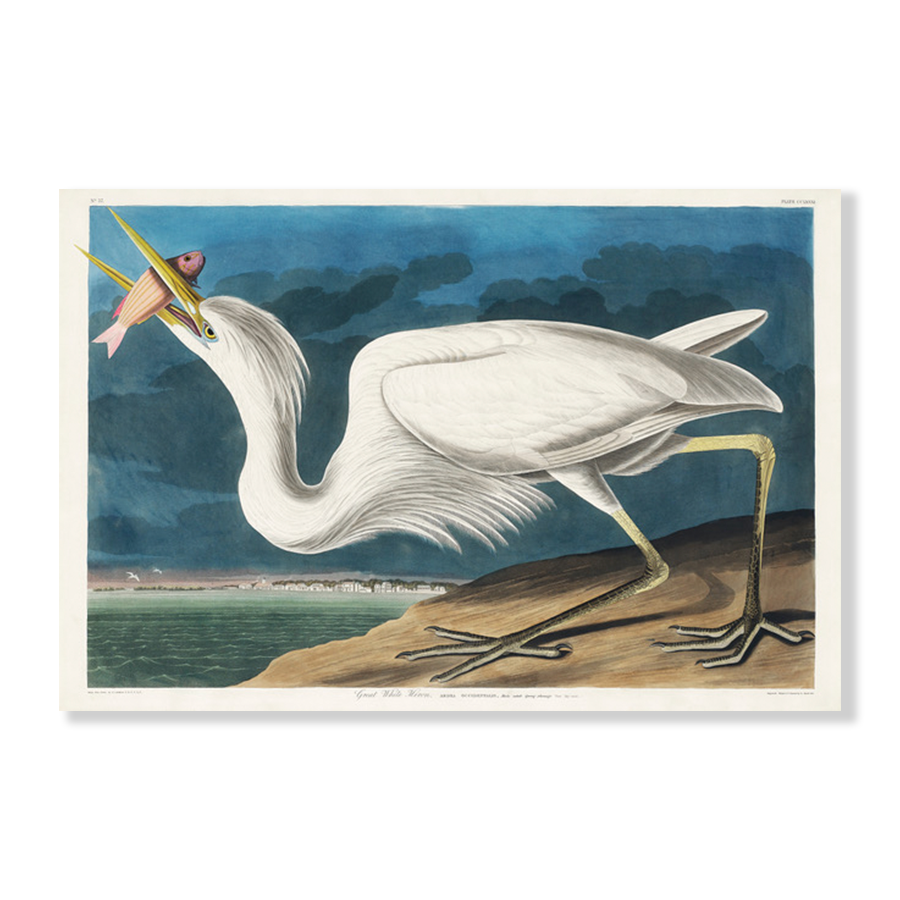 John James Audubon: "Great White Heron"