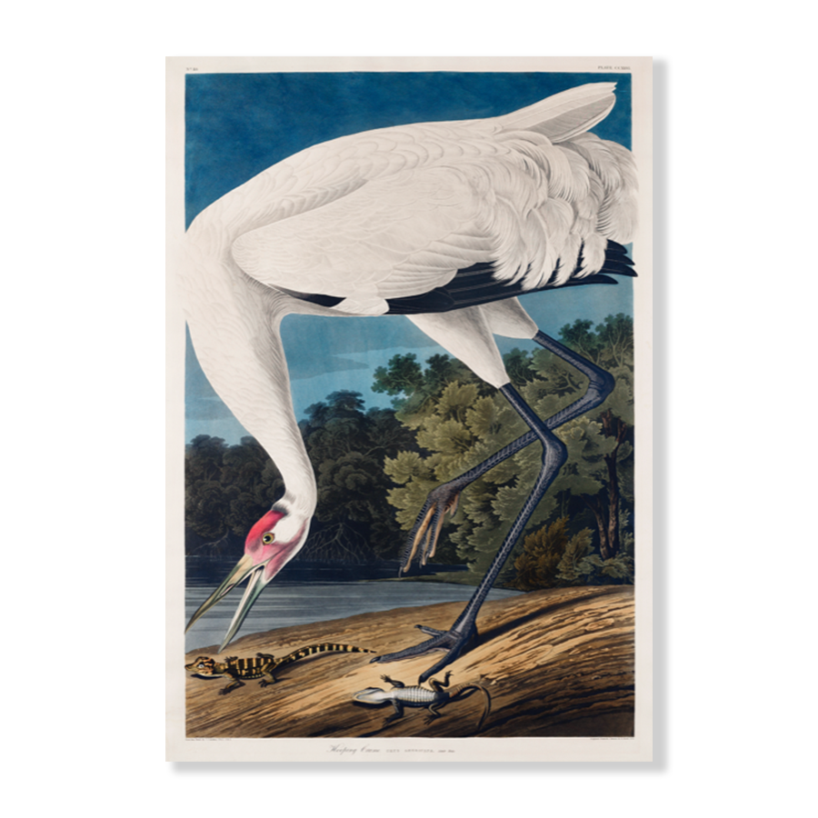 John James Audubon: "Hooping Crane II"