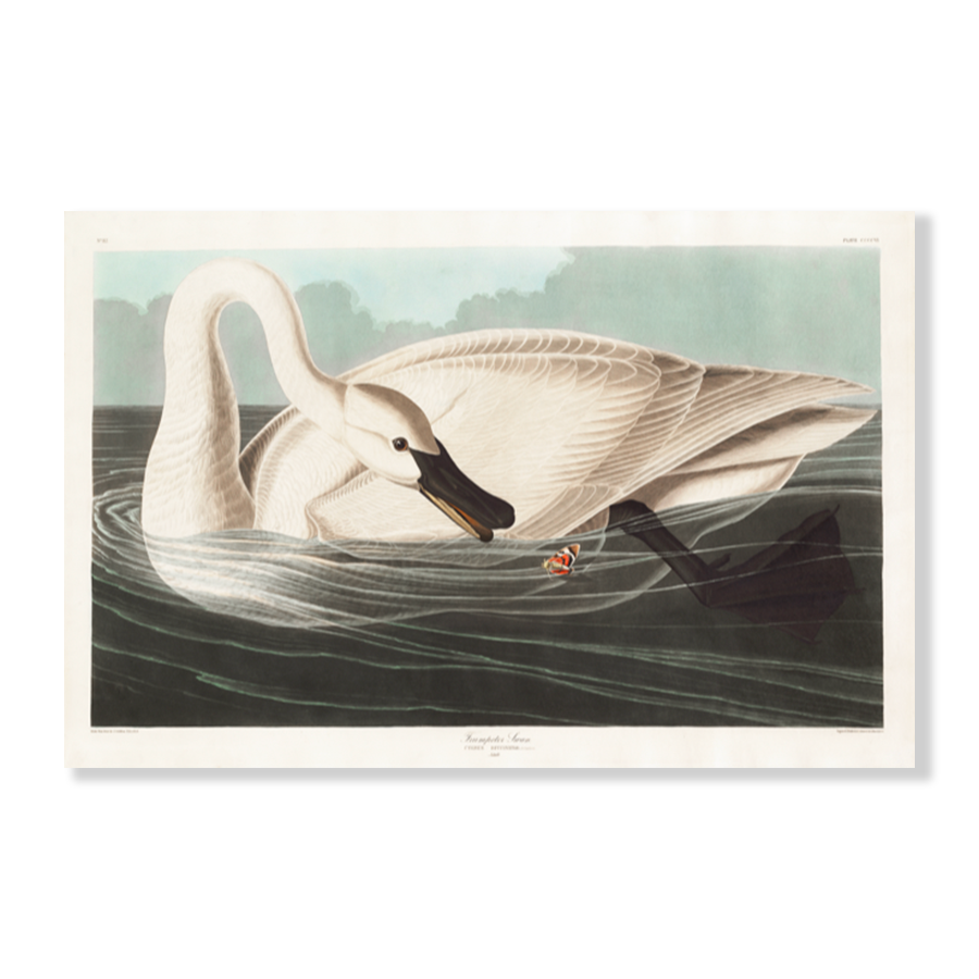 John James Audubon: "Trumpeter Swan"