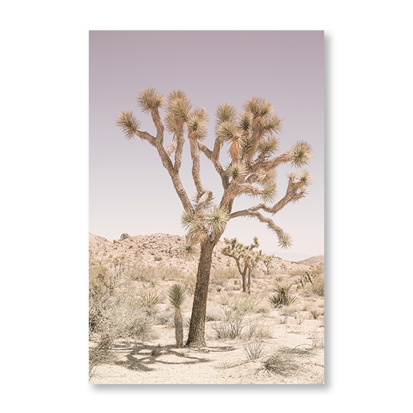 Joshua Tree