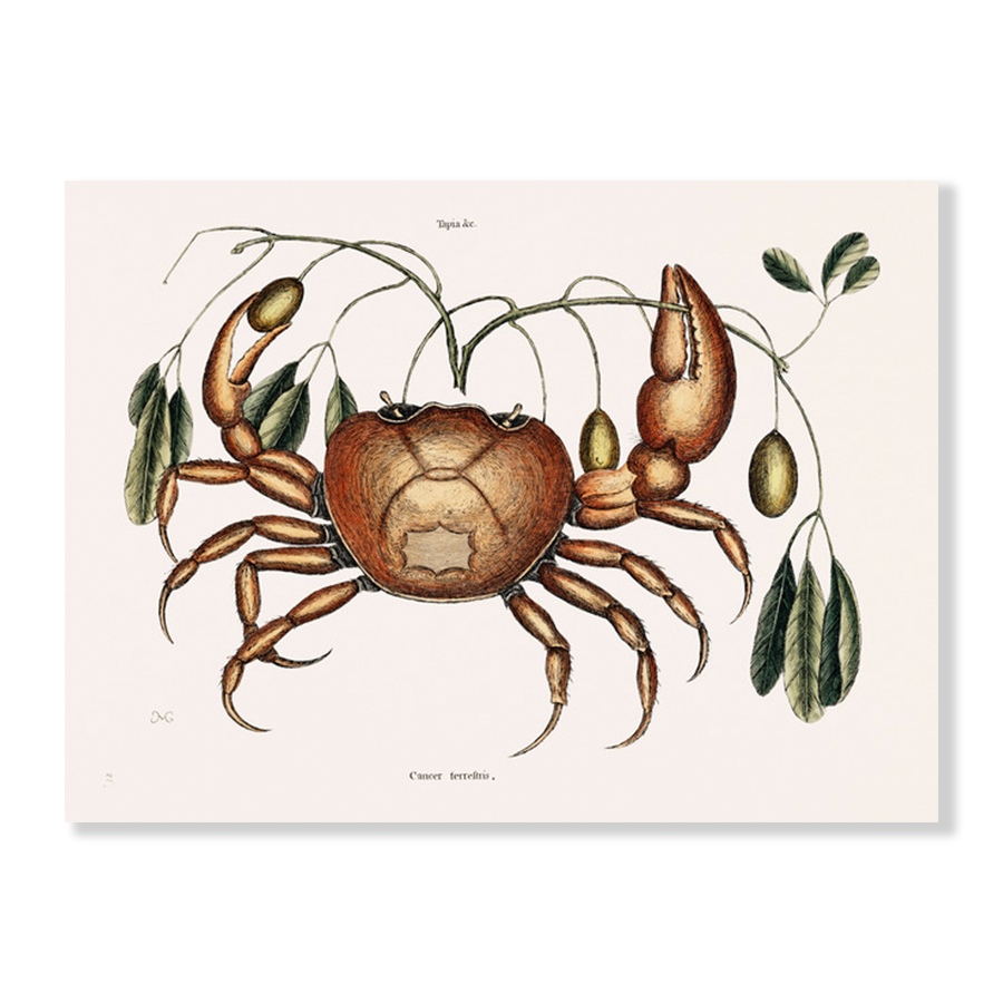 Land crab (Cancer terrestris)