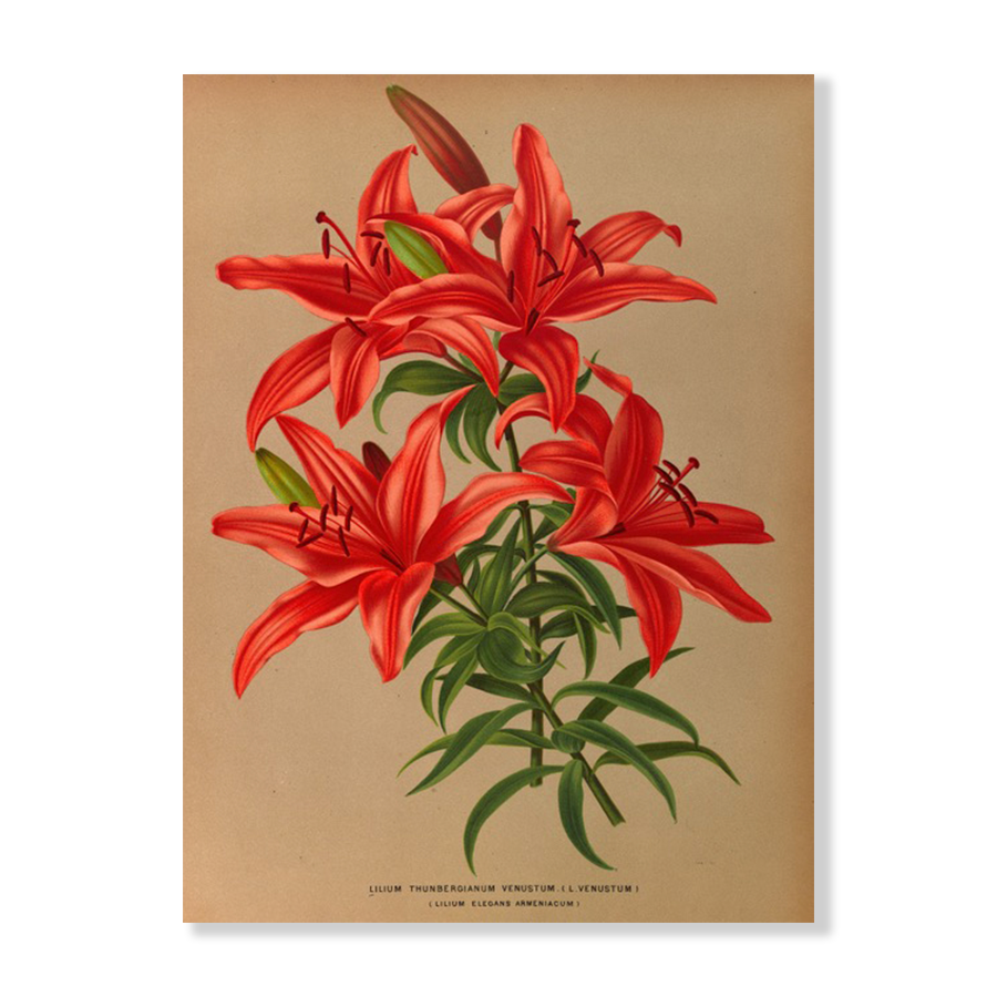 Lilium Thunbergianum Venustum (1872-1881)