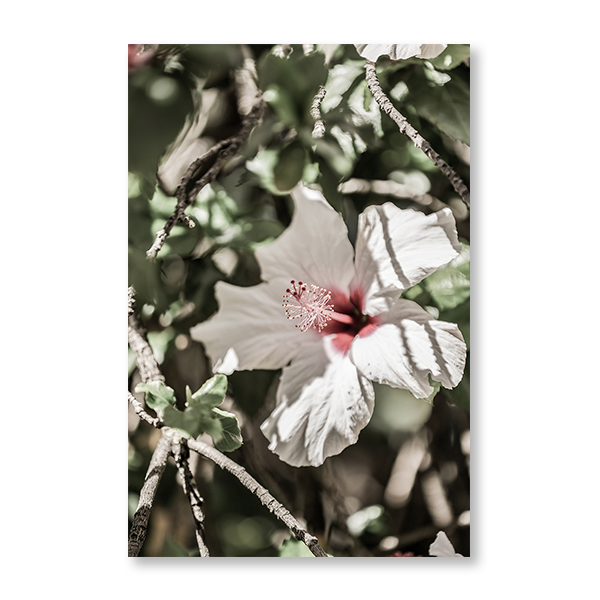 Pale Pink Hibiscus