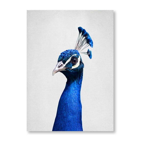 Peacocking