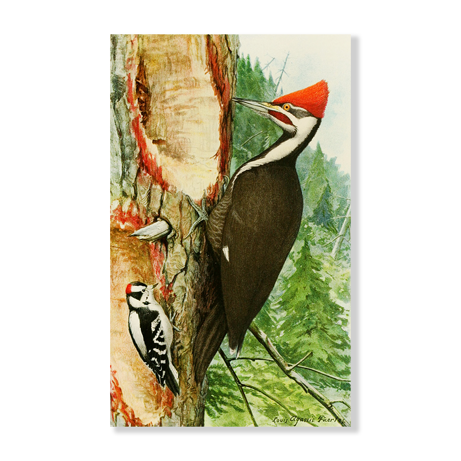 Pileated Woodpecker,Downy Woodpecker