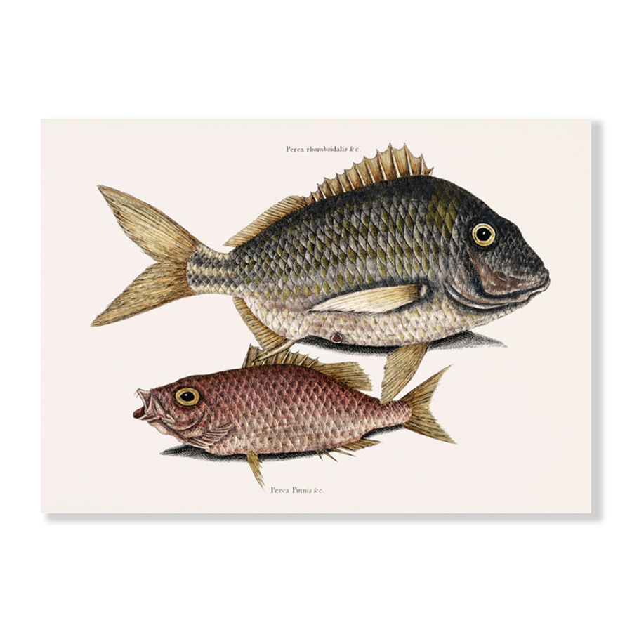 Pork Fish (Perca romboidalis) Schoolmaster fish (Perca pinnis)