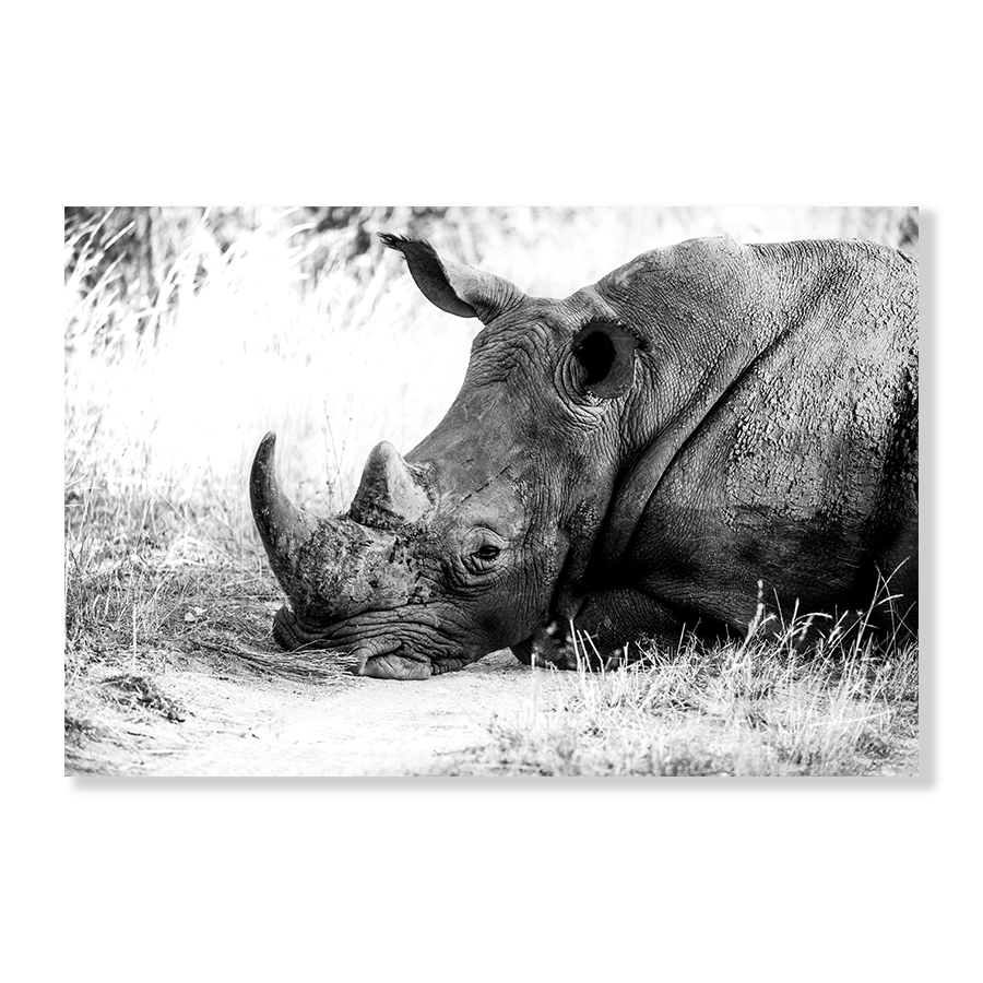 Rhino in Rest