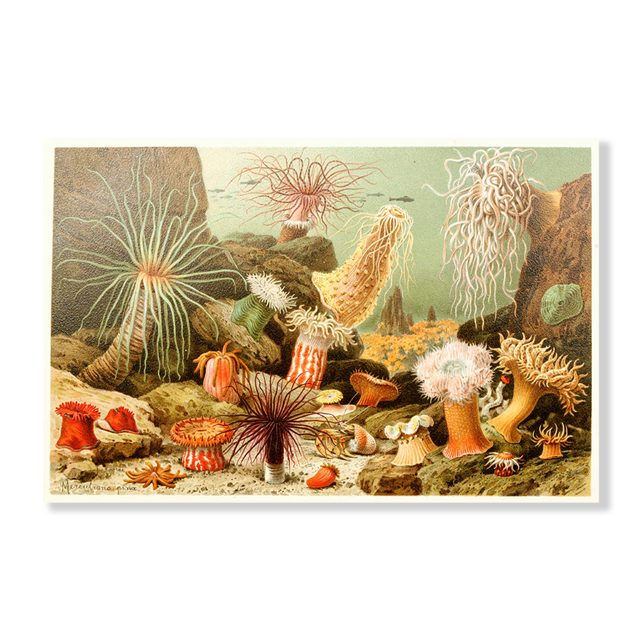 Sea Anemones