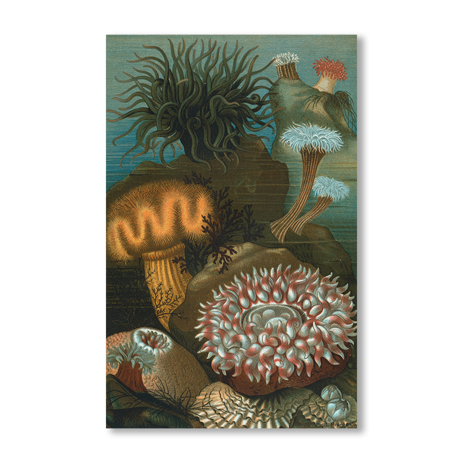 Sea-Anemones