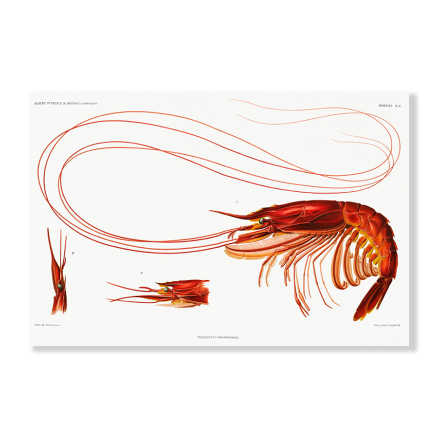 Shrimp Résultats des Campagnes Scientifiques