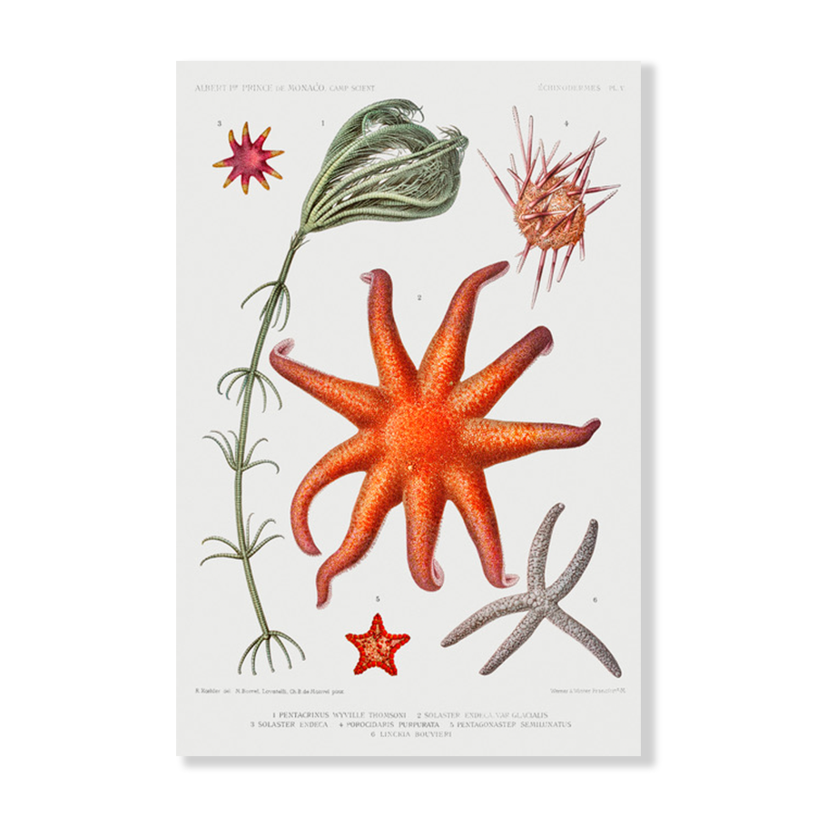 Starfish Varieties IV – Jasper & Jute