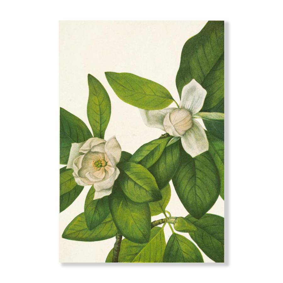 Sweetbay. Magnolia Virginiana (1925)