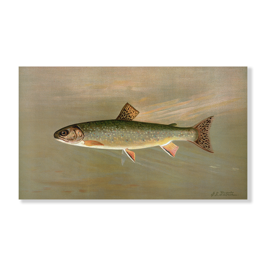 The American Brook Trout