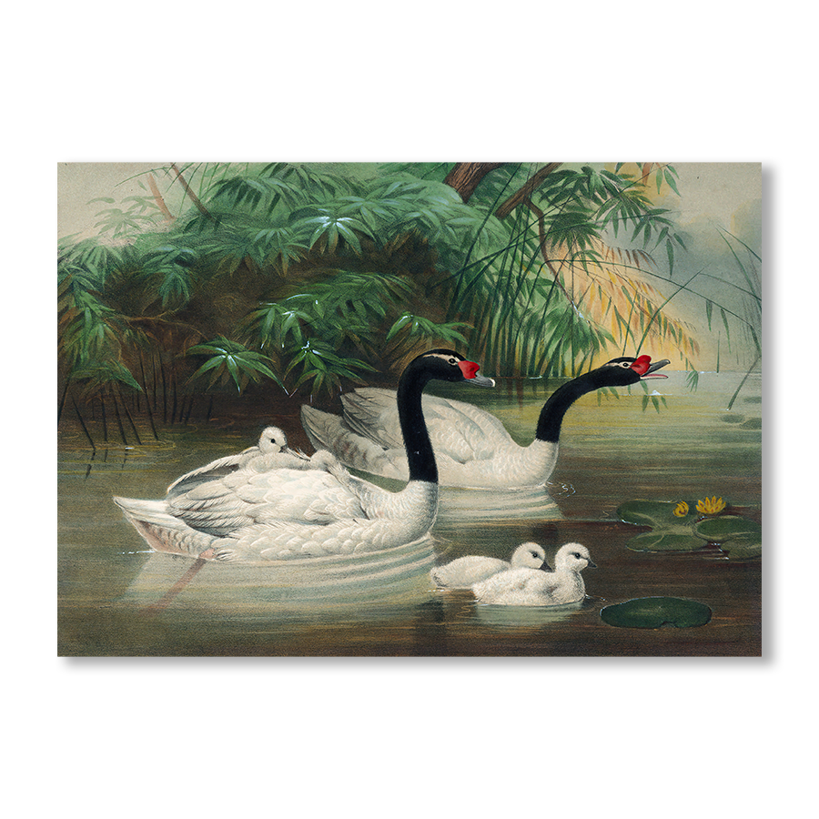 The Black-Necked Swan