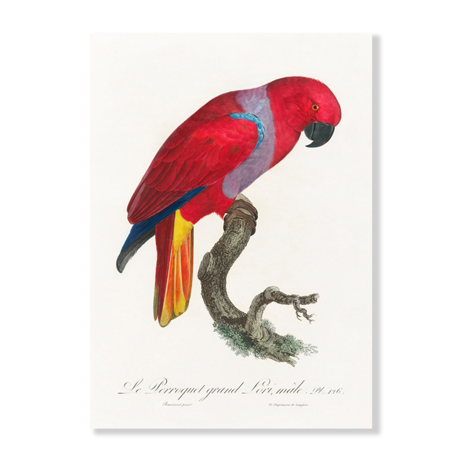 The Eclectus Parrot