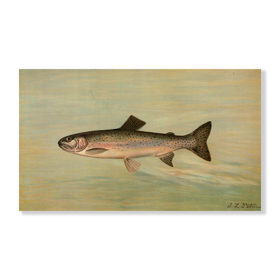 The Kern River Trout