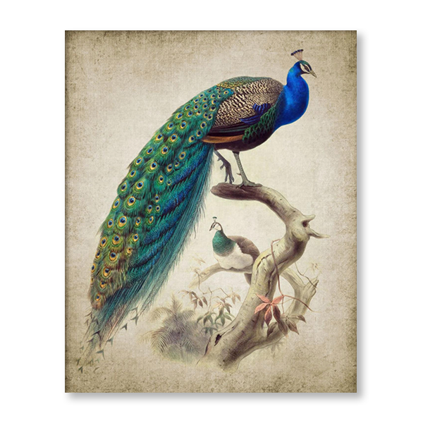 Vintage Peacock