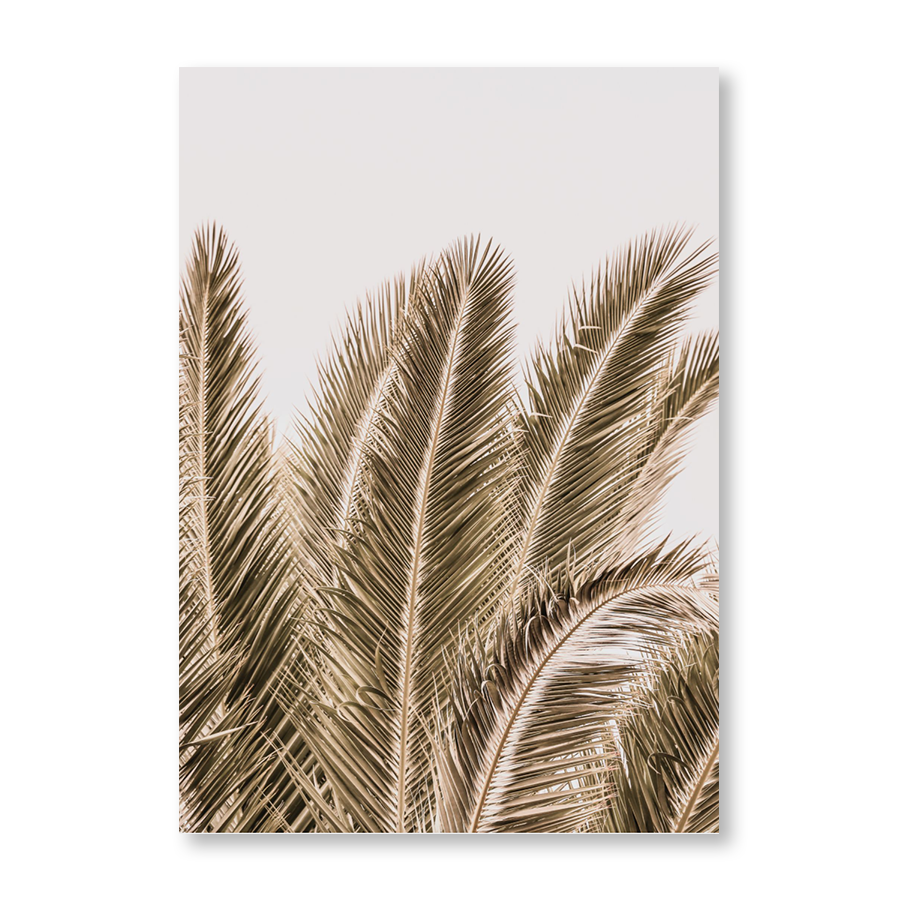 Desert Palm