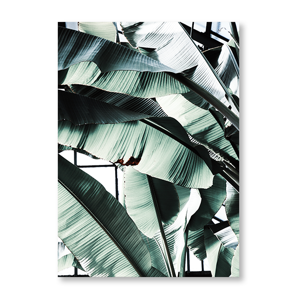 Banana Leaf