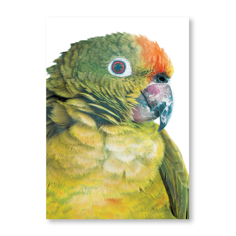 Parrot