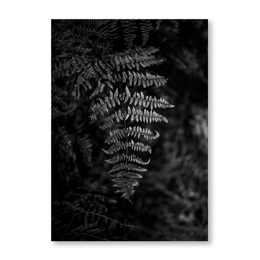 Silver Fern